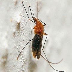 Wrocław rozpoczyna walkę z komarami