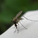 Wrocław walczy z komarami!
